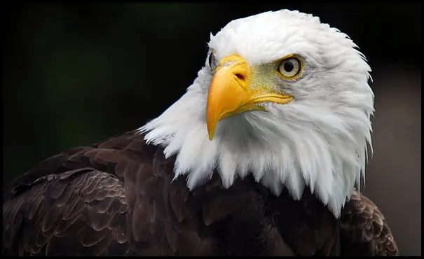 Close portrait of a bald eagle against a dark background
